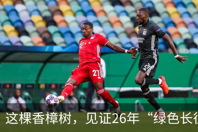 这棵香樟树，见证26年“绿色长征”